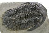 Prone Hollardops Trilobite Fossil - Orange Eye Facets #359503-1
